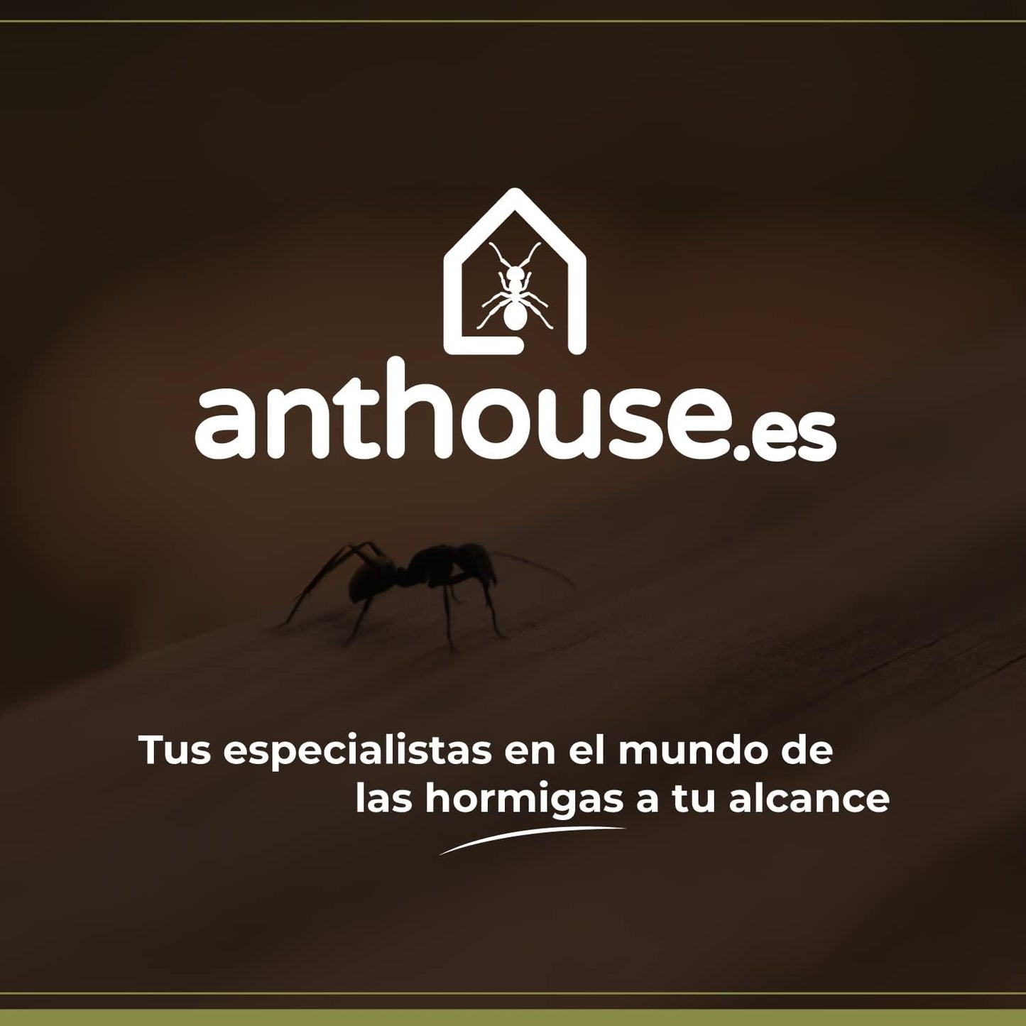 AntHouse - Natural Sand Ant Farm | Acrylic Big Starter Kit | Educative Ant Hill | 11.81 x 5.91 x 3.94 in