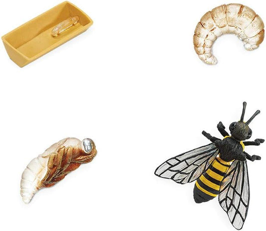 Safari Ltd. Life Cycle of an Ant Set - Detailed Educational Toy Figurines - Realistic Ant Development Stages Collection for Boys, Girls & Kids Age 4+