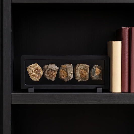 Trilobite Fossil Display Set – 5PCS Authentic Prehistoric Fossils in Rock, Educational Science Specimens for Kids & Adults, Geological Collection, Unique Gift for Collectors and Classroom Use