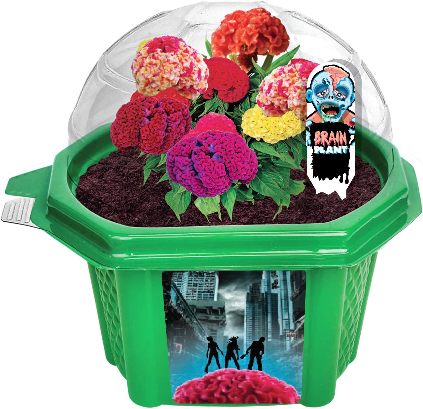 Grow Your Own Mini Fairy Wonderland Microdome Terrarium Starter Kit, Enjoy Sweet Scented Flowers and Grow Indoor Terrariums - Includes Complete Supplies to Create Your Magical Plant Garden