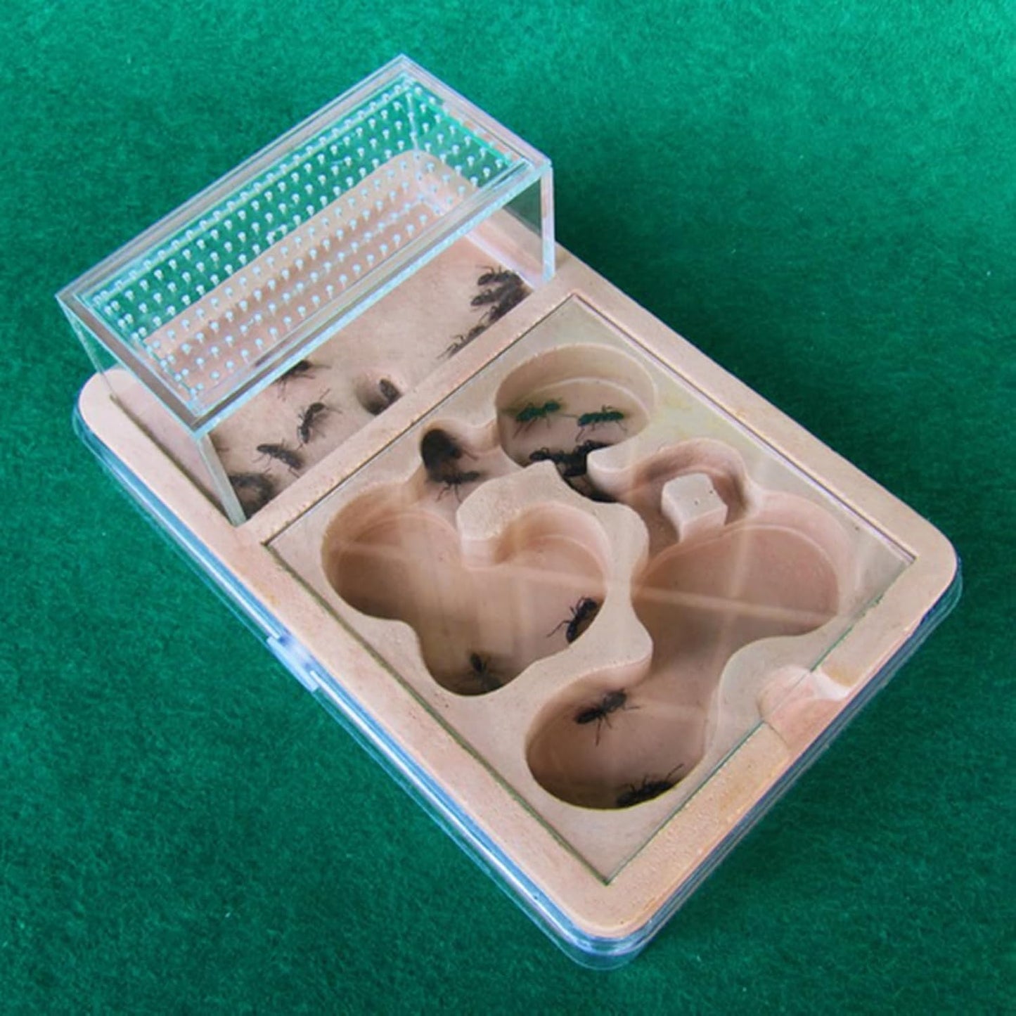 Ant Farm Ant House Adult ant Nursery Farm ant Behavior Research Ant nest Ant cage Education House for Live Ants and Queens Small Group breeding Suitable for Children and Lovers Gifts