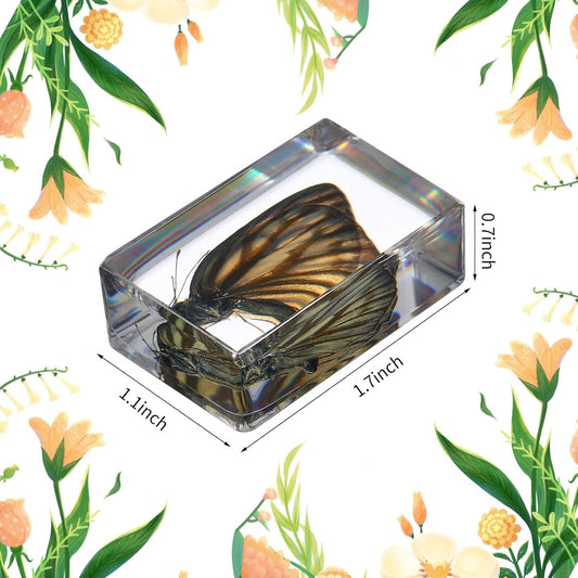 16 Pcs Ladybug Insect in Resin Specimen Butterfly Bugs Collection Paperweights,16 Styles Real Bug Specimen Bug Kit Preserved in Resin for Scientific Educational Display Supplies (Ladybug)