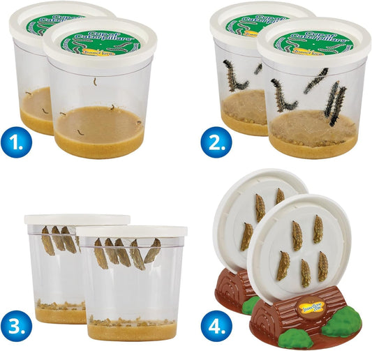 Insect Lore Two Cups of Live Caterpillars | Painted Lady Butterflies | Includes 2 Chrysalis Holding Logs | 10 Live Baby Caterpillars | Refill for Habitats and Kits