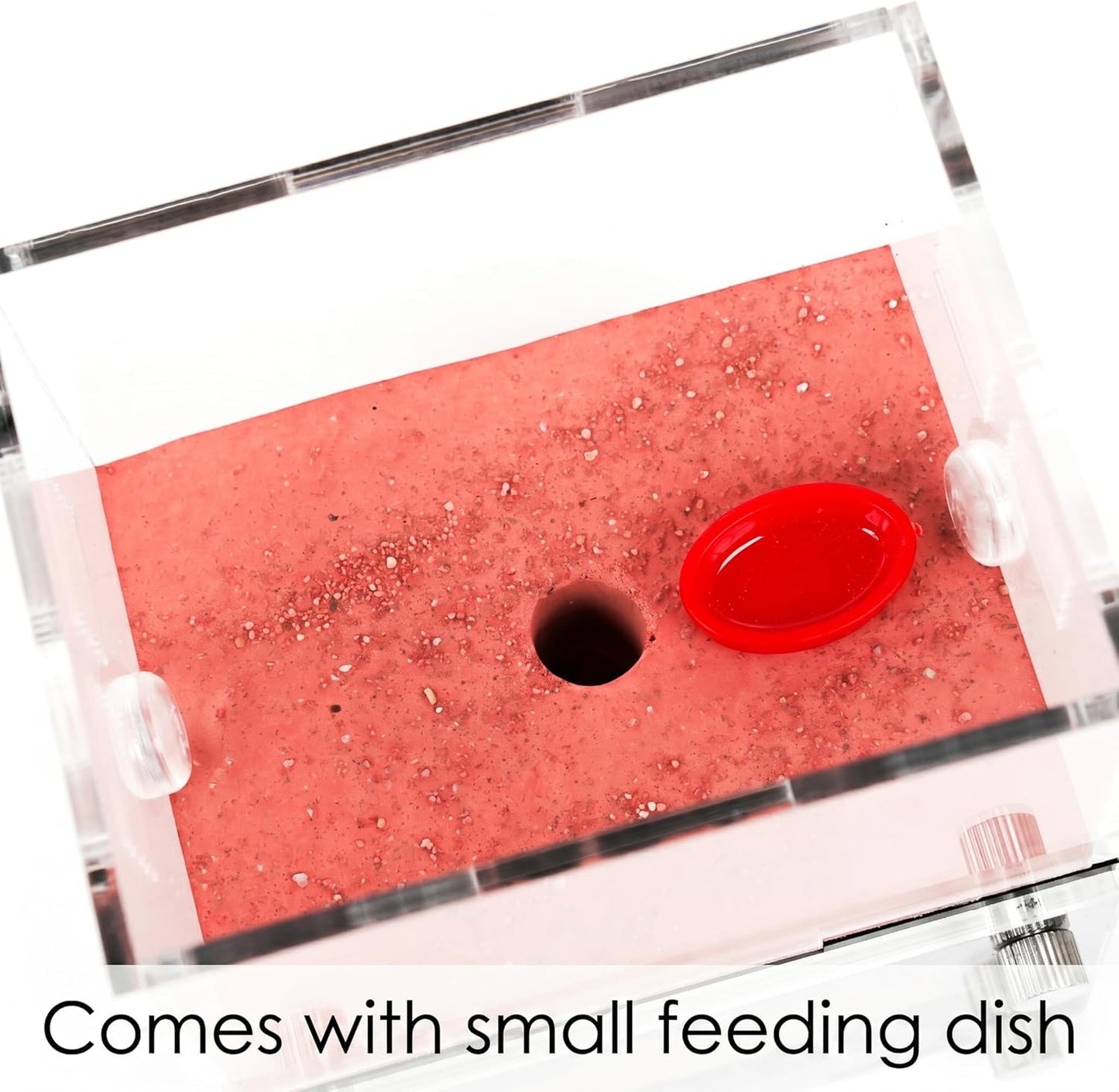 Formicarium – Ant Farm Habitat Kit for Behavior Observation, Educational Terrarium for Adults and Kids