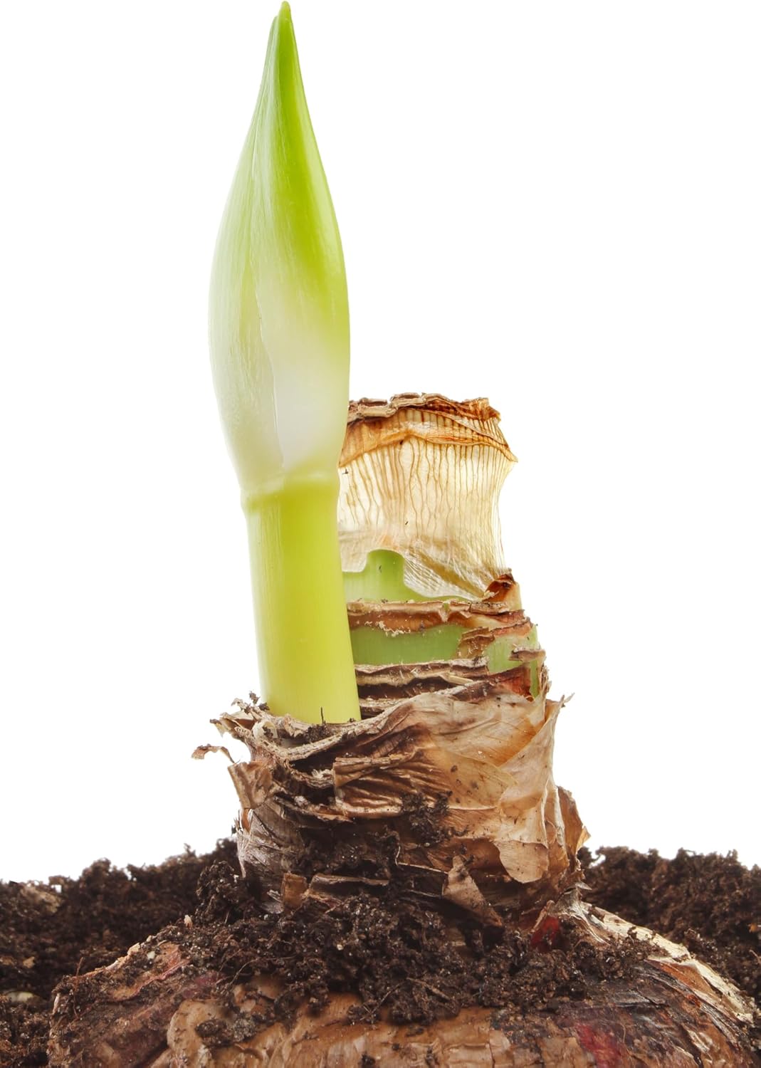 Papilio Amaryllis Growing Kit - Great Gift! - 24/26cm Bulb/Pot/Soil
