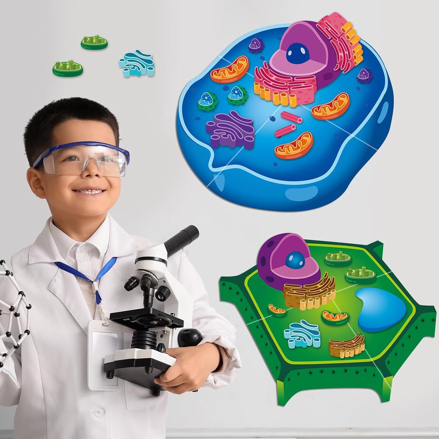 2 Set Magnetic Animal and Plant Cell Model Clearly Magnets Anatomy Models Educational Science Kits Back to School Biology Classroom Decor for Lab Decorations Teacher Must Haves Learning Teaching Aid