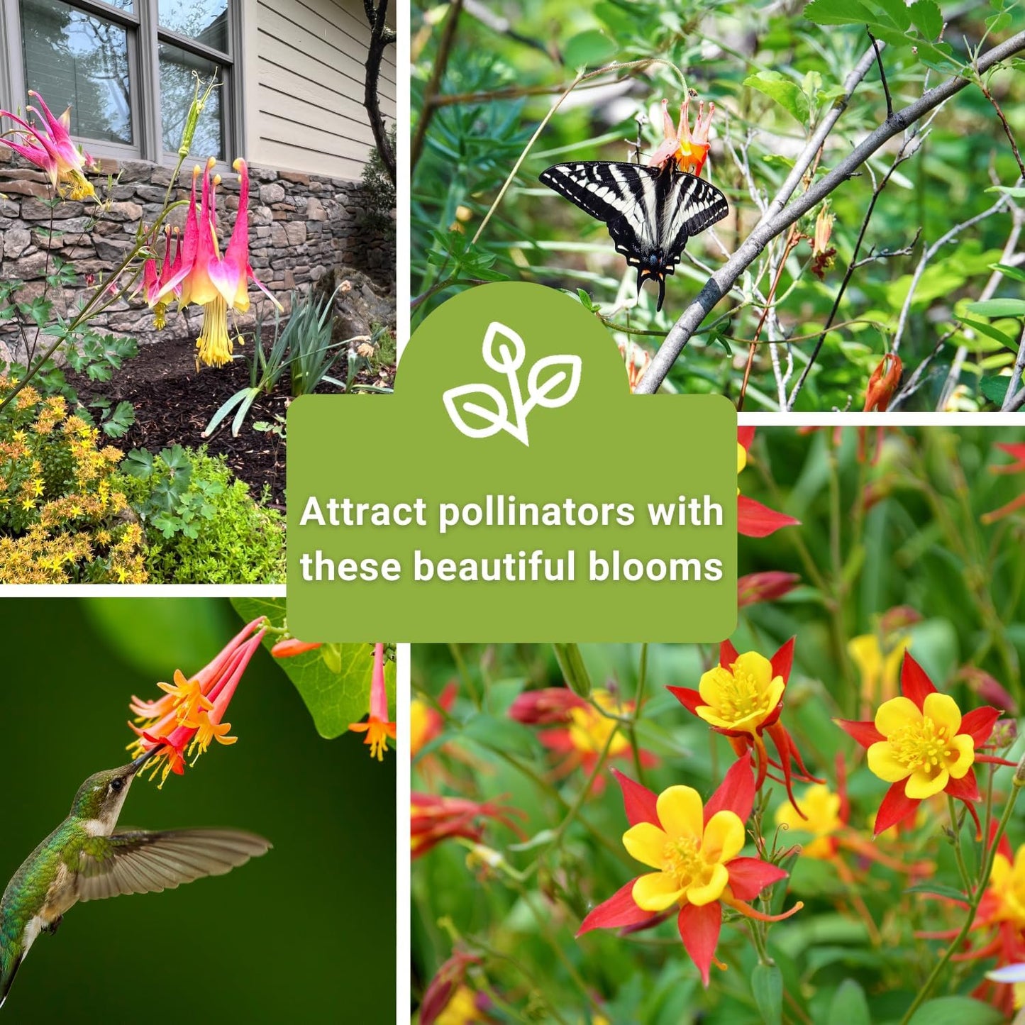Sow Right Seeds - Columbine Flower Seed Collection for Planting - Blue and McKana Giants Flowers to Plant in Your Garden - Non-GMO Heirloom Seeds - Seed Kit Attracts Pollinators - Great Gift