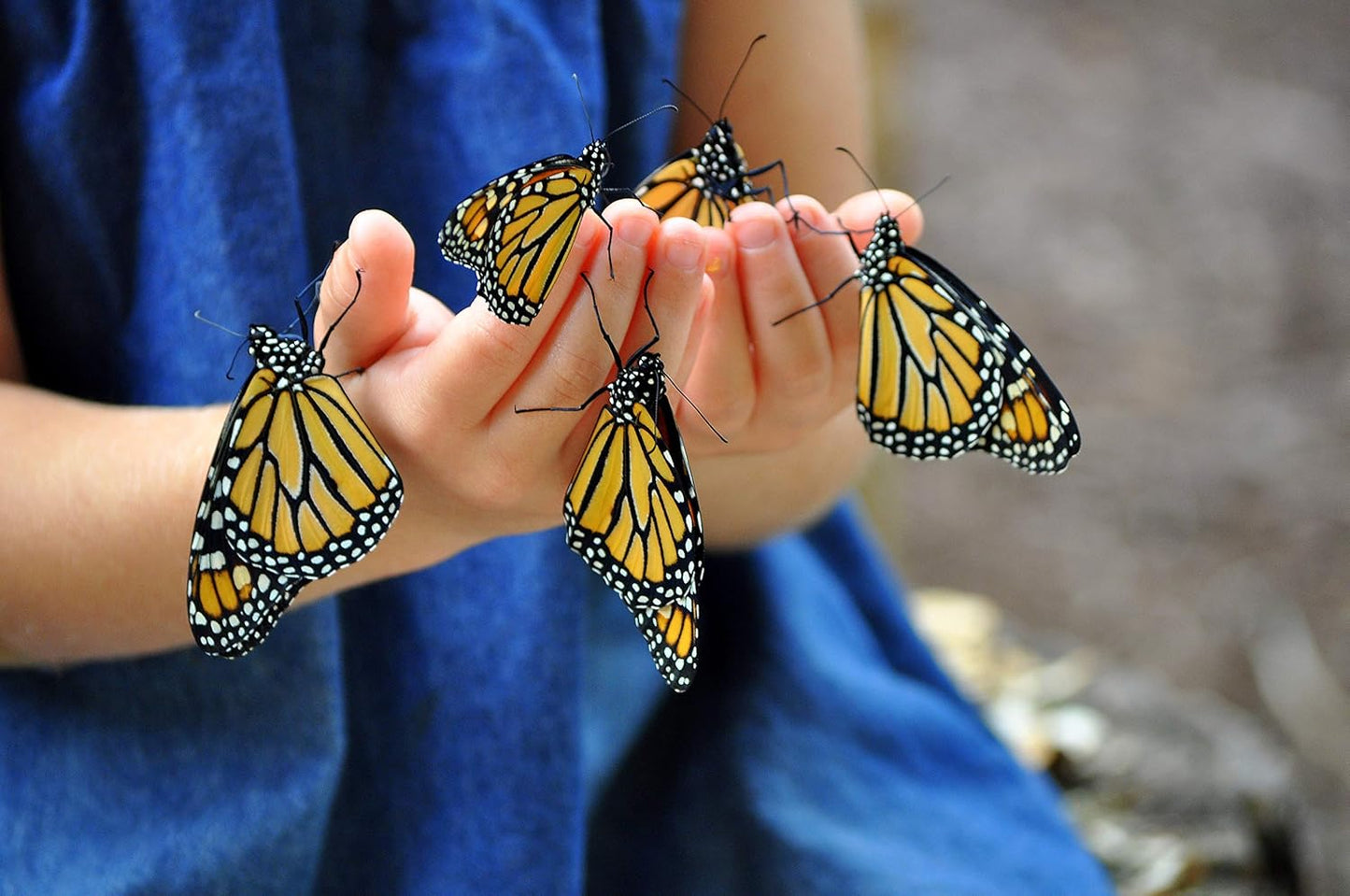 Nature Bound Butterfly Growing Kit - Live Caterpillar to Butterfly Project for Kids - Includes Voucher for Caterpillars, Green Pop-Up Enclosure, and STEM Learning Guide