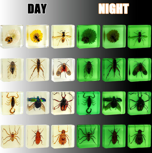 Insect Specimen Set, Bugs Collection Scientific Education Gift for Kids Aged 3-8-12 (Millipede, Centipede, Dragonfly Larvae, Tea Seed Bug, Red Longhorn Beetle, Spiny Spider)