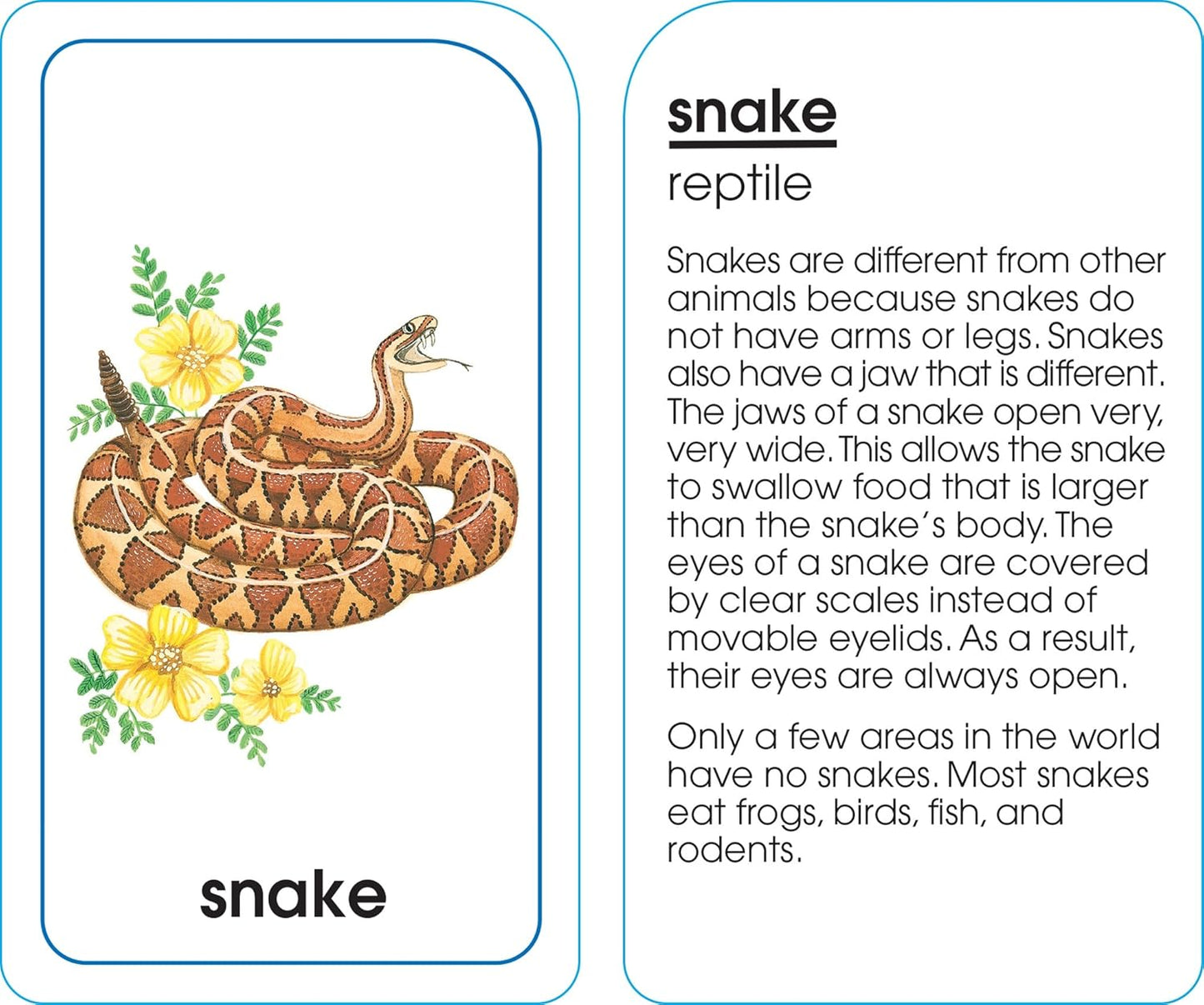 School Zone Animals of All Kinds Flash Cards: 56 Cards, Preschool, Kindergarten, Animal Names & Classes, Animal Facts, Word-Picture Recognition, Ages 4+