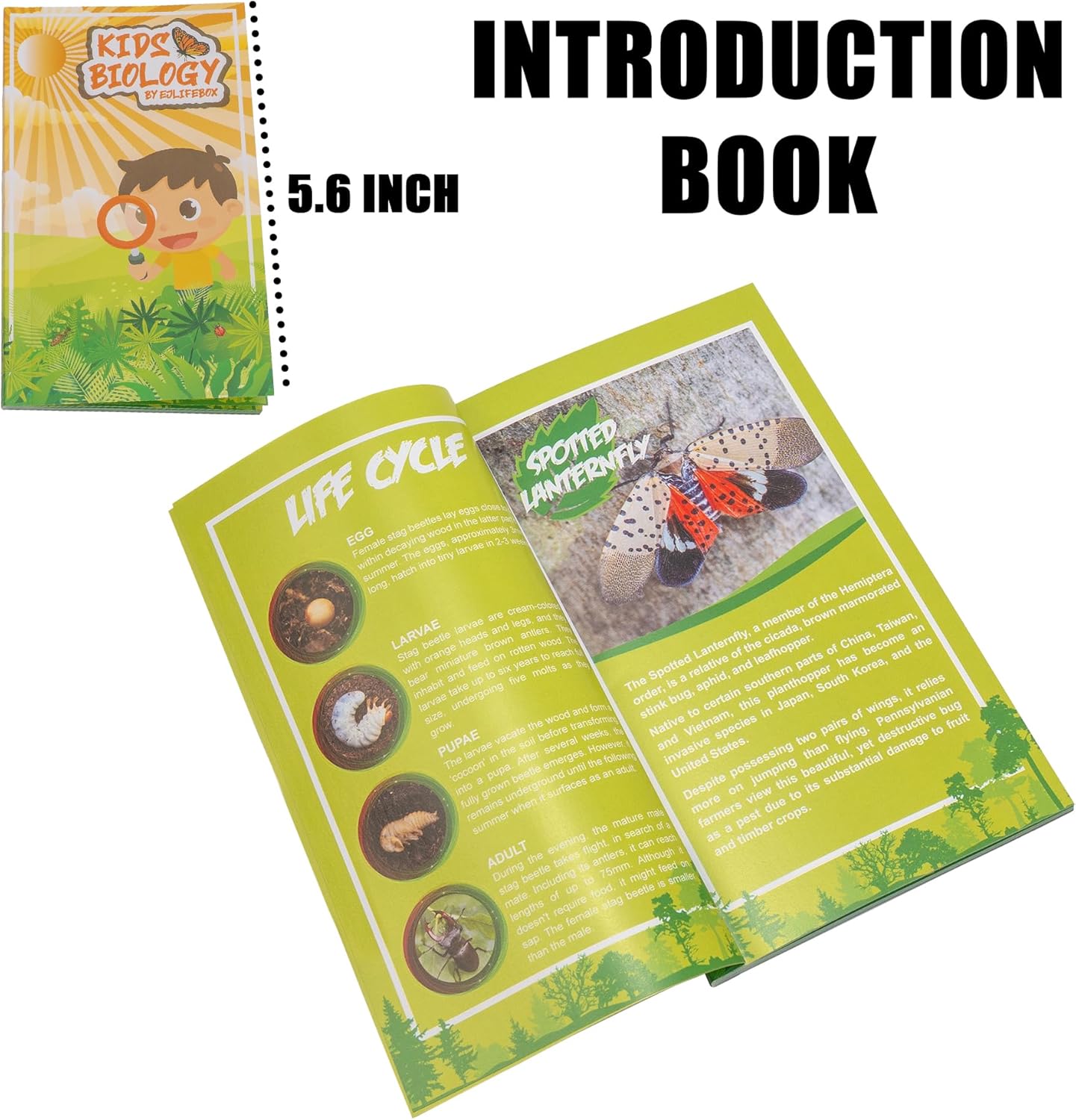 Insect Specimen Set, Bugs Collection Scientific Education Gift for Kids Aged 3-8-12 (Millipede, Centipede, Dragonfly Larvae, Tea Seed Bug, Red Longhorn Beetle, Spiny Spider)