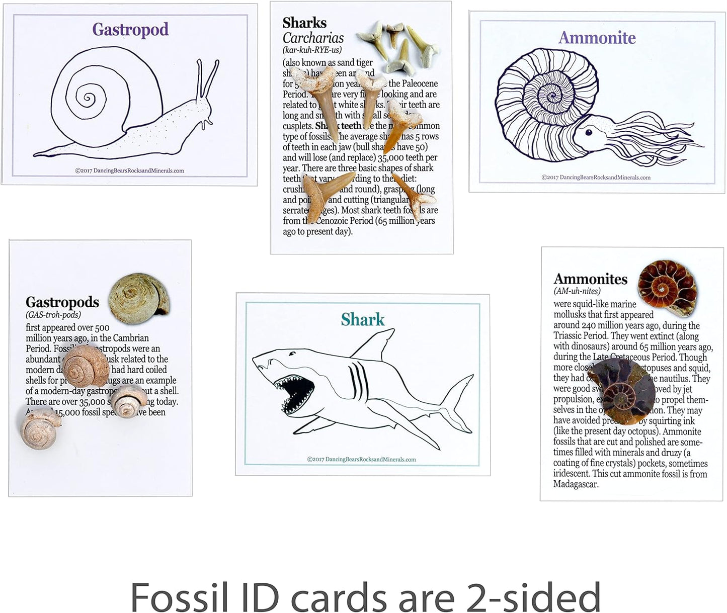 DANCING BEAR Fossil Collection Kit (12 pc Set) Real Shark Teeth, Dinosaur Bone, Coprolite (Poop!), Fossil ID Book, STEM Science Set