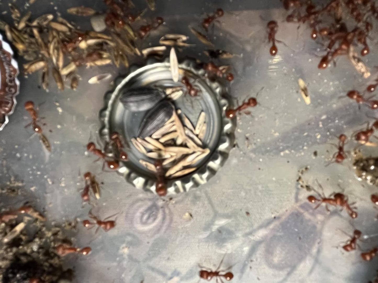 50 Live Harvester Ants to Replenish Your ant Farms.