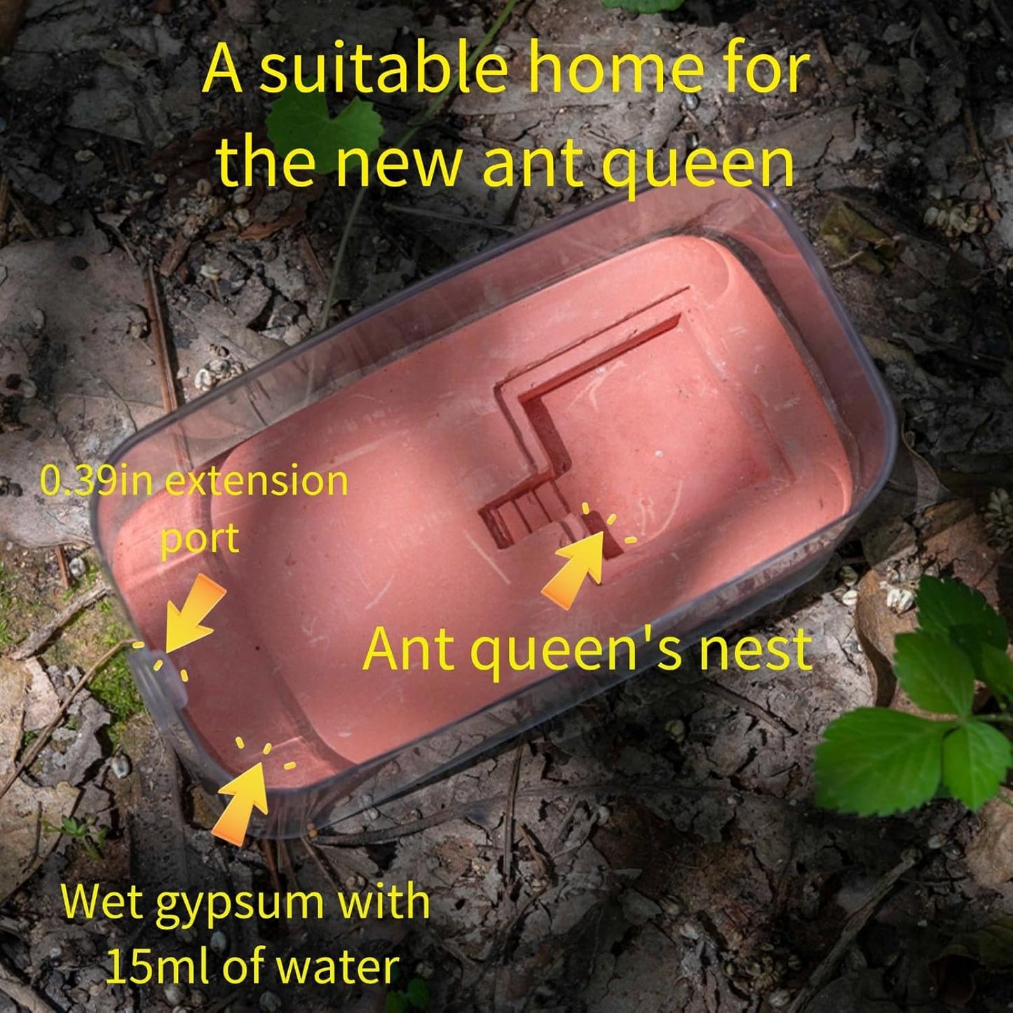 Gypsum Ant Farm New ant Queen Nest Acrylic Transparent ant Observation Behavior Study Live Ants and Queen Ants Education Ant nest Small Community Feeding Area Suitable for Children and Lovers Gifts