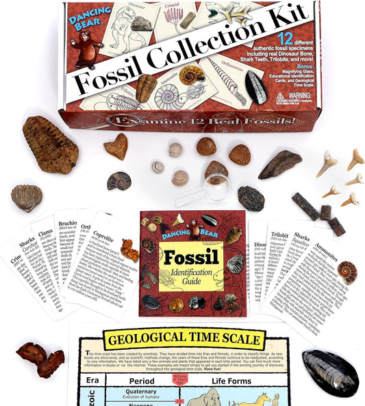 DANCING BEAR Fossil Collection Kit (12 pc Set) Real Shark Teeth, Dinosaur Bone, Coprolite (Poop!), Fossil ID Book, STEM Science Set