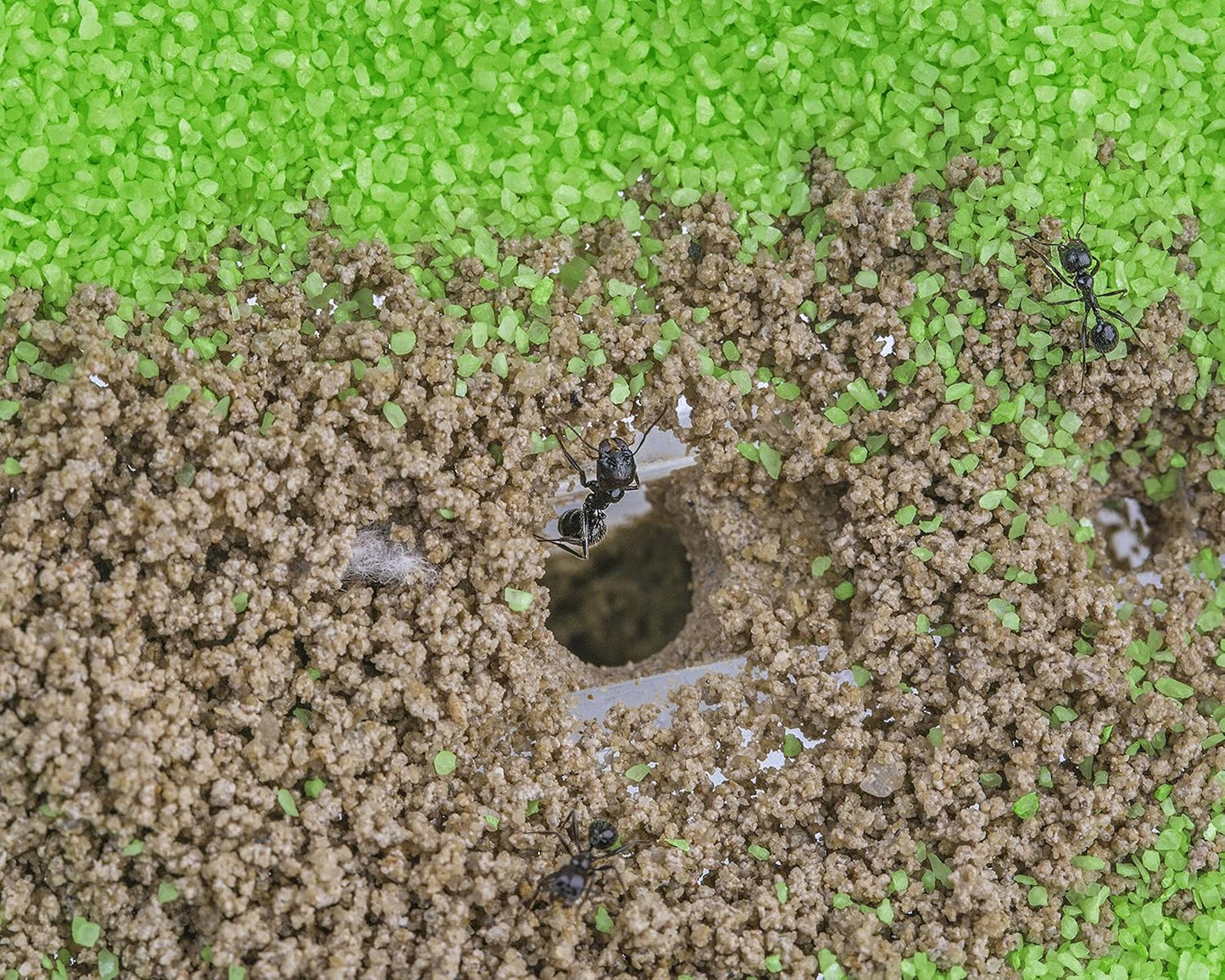 AntHouse - Natural Sand Ant Farm | Acrylic T Big Kit 9.84x7.87x0.59 in