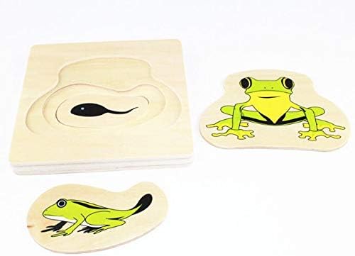 Adena Montessori Life Cycle of Frog
