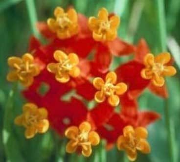 Live (2) Beautiful Flowering Butterfly & Hummingbird Plants, Asclepias Red Butterfly Plant Starters