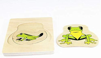 Adena Montessori Life Cycle of Frog