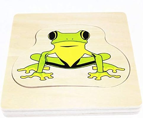 Adena Montessori Life Cycle of Frog