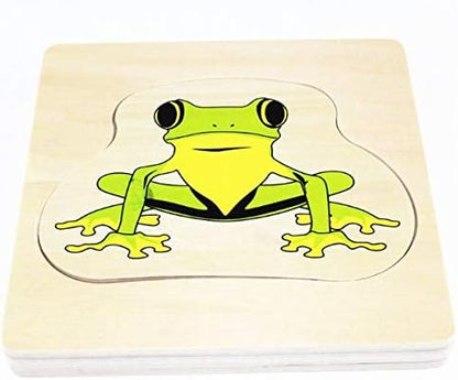 Adena Montessori Life Cycle of Frog