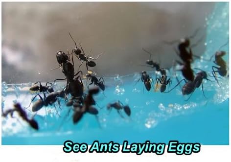 Blue Mini Gel Ant Farm (1) Reality Show 24/7 365