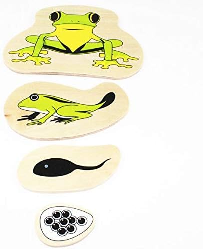 Adena Montessori Life Cycle of Frog