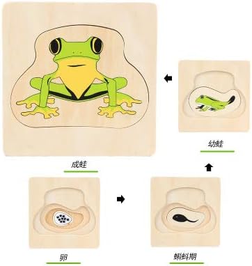 Adena Montessori Life Cycle of Frog