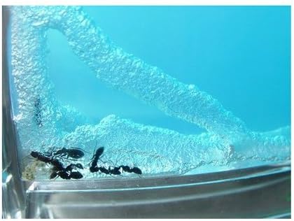 Blue Mini Gel Ant Farm (1) Reality Show 24/7 365