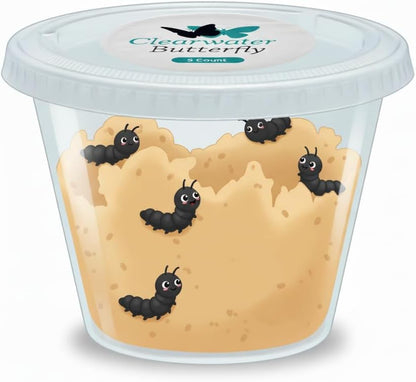 Clearwater Butterfly Painted Lady Butterflies - 5 Live Caterpillars to Butterflies - Caterpillars for Butterfly Kit - Mesh Cage Not Included - Live Butterfly Kit - 5 Count