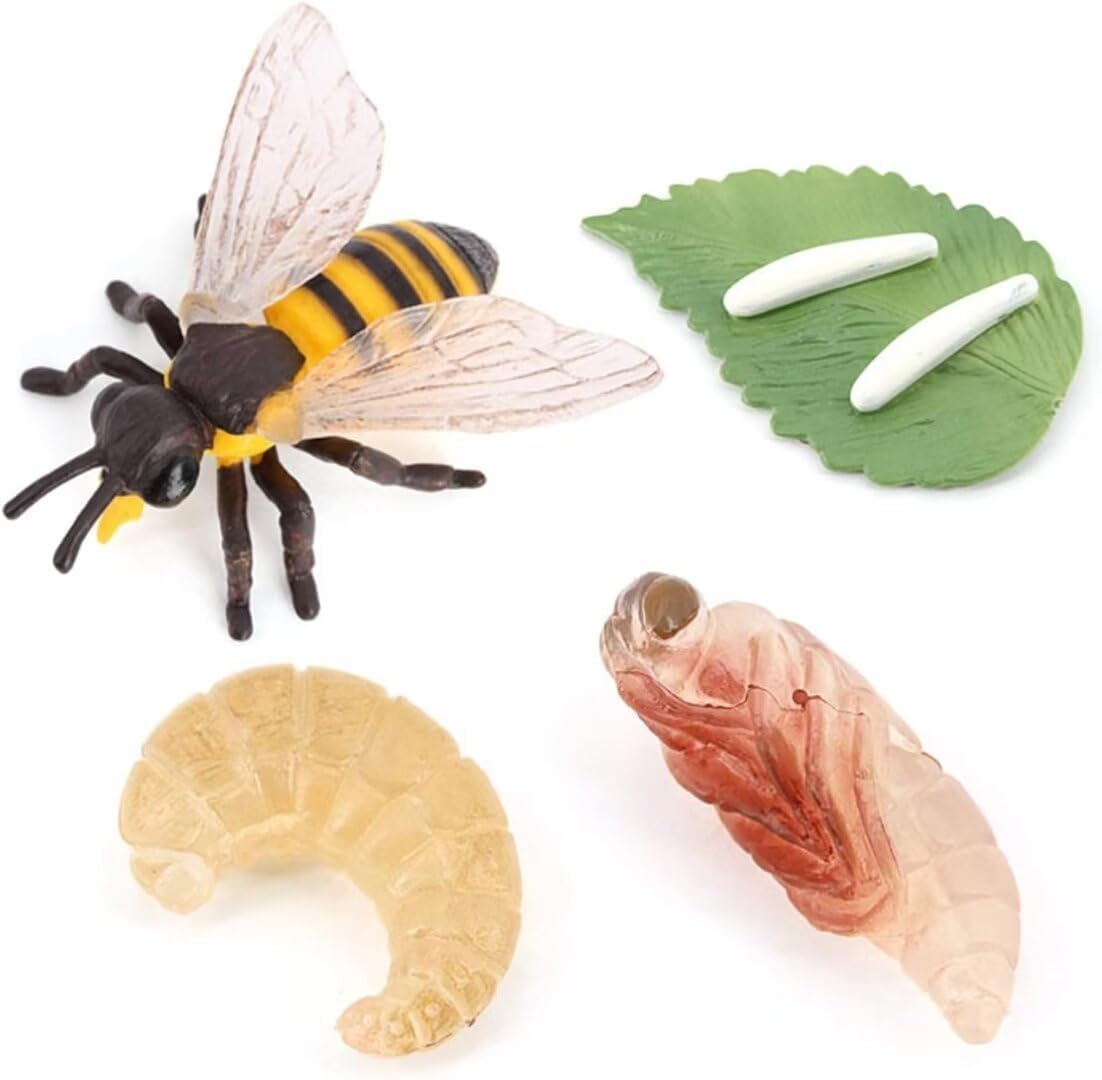 Butterfly Growth Cycle, Animal Growth Cycle Biological Model, Growth Stage Lifelike Butterfly Life Cycle Model Set for Kids Education Insect Themed Party Favors