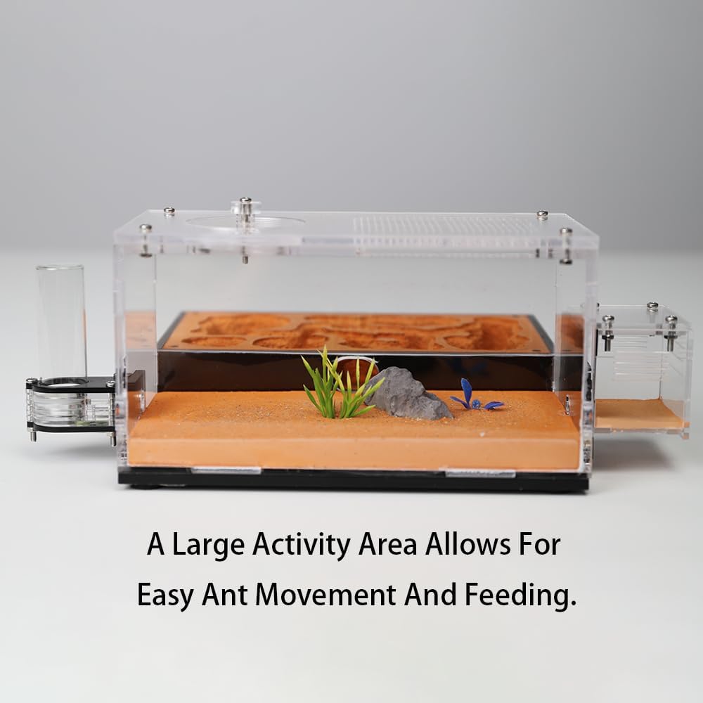 Ant Nest Formicarium for Live Ants and Queen – Extra-Large Clear Habitat for Adults