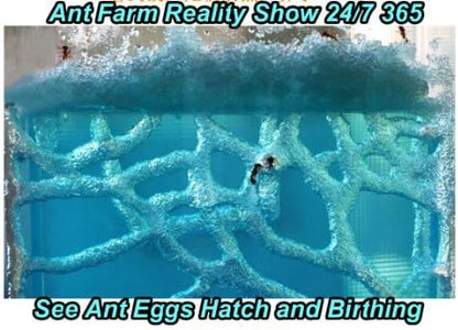 Blue Mini Gel Ant Farm (1) Reality Show 24/7 365