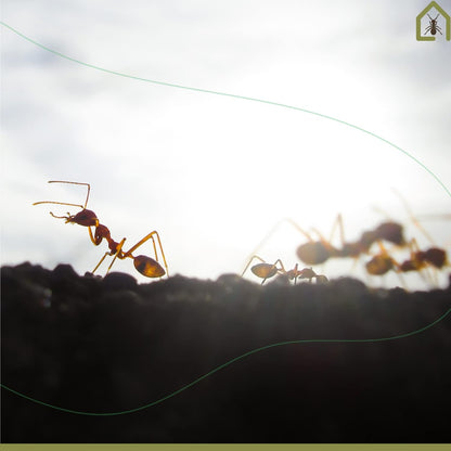 Anthouse.ES - Natural Sand Ant Farm - Basic Acrylic Kit (Sandwich + Foraging Box) - 12x10x1 cm and 18x10x5 cm