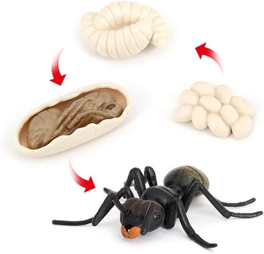 Butterfly Growth Cycle, Animal Growth Cycle Biological Model, Growth Stage Lifelike Butterfly Life Cycle Model Set for Kids Education Insect Themed Party Favors