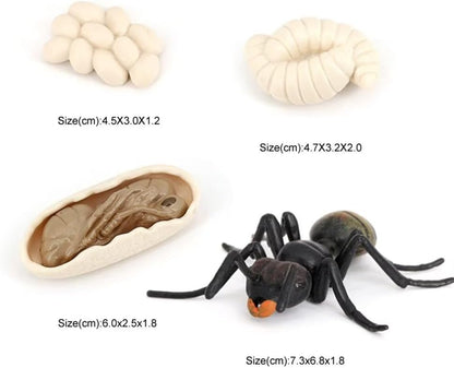Butterfly Growth Cycle, Animal Growth Cycle Biological Model, Growth Stage Lifelike Butterfly Life Cycle Model Set for Kids Education Insect Themed Party Favors