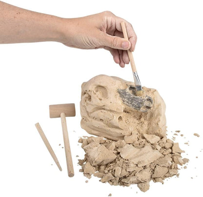 Rhode Island Novelty 6.5" Brachiosaurus Skull Excavation Kit, 1 Piece per Order