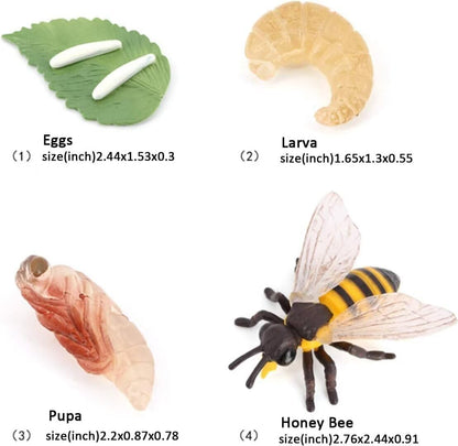 Butterfly Growth Cycle, Animal Growth Cycle Biological Model, Growth Stage Lifelike Butterfly Life Cycle Model Set for Kids Education Insect Themed Party Favors
