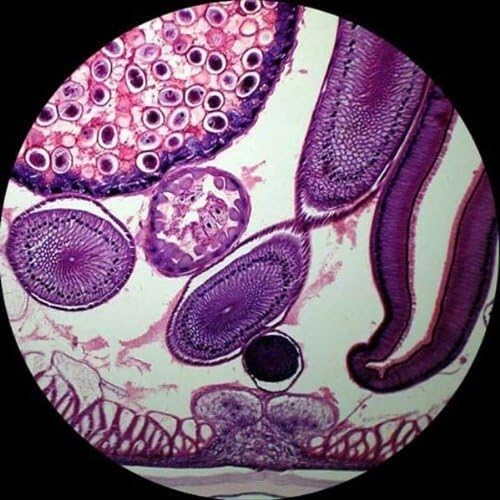 AmScope M150C / M150C-I 40X-1000X All-Metal Optical Glass Lenses Cordless LED Student Biological Compound Microscope