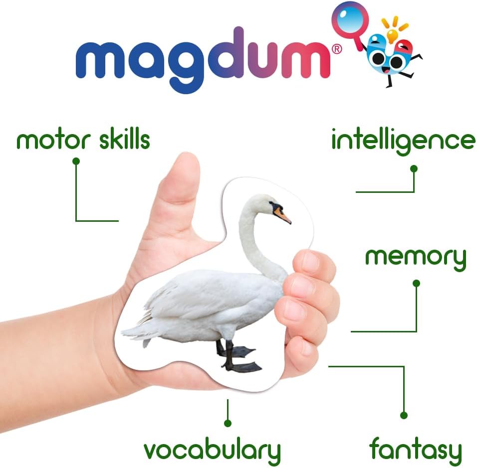 25 Fridge Magnets for Toddlers - Birds Photo Kids Magnets for Refrigerator – Real Magnetic Animals for Children – Big Realistic Magnet for Kids - Learning Toy Set - Baby Educational Gift
