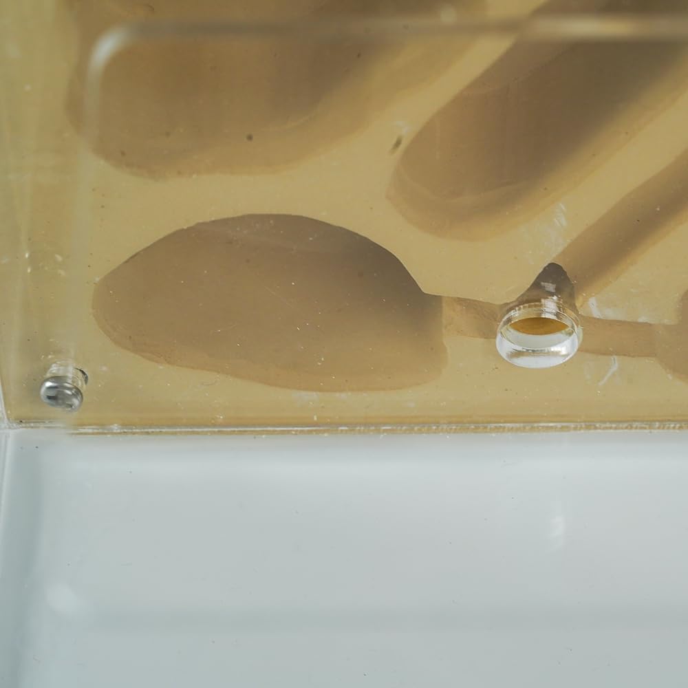 Ant Farm for Live Ants - Large Viewing Area - Natural Learning