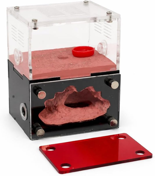 Formicarium – Ant Farm Habitat Kit for Behavior Observation, Educational Terrarium for Adults and Kids