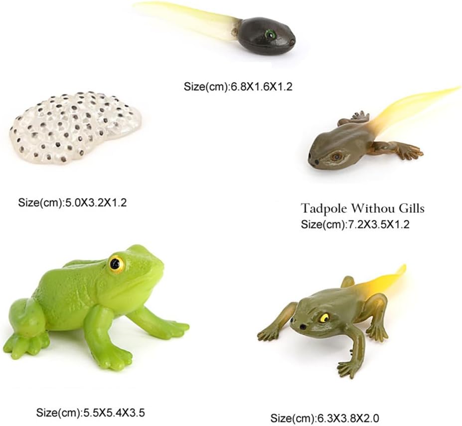 Butterfly Growth Cycle, Animal Growth Cycle Biological Model, Growth Stage Lifelike Butterfly Life Cycle Model Set for Kids Education Insect Themed Party Favors