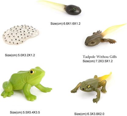 Butterfly Growth Cycle, Animal Growth Cycle Biological Model, Growth Stage Lifelike Butterfly Life Cycle Model Set for Kids Education Insect Themed Party Favors