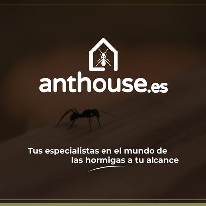Anthouse.ES - Natural Sand Ant Farm - Basic Acrylic Kit (Sandwich + Foraging Box) - 12x10x1 cm and 18x10x5 cm