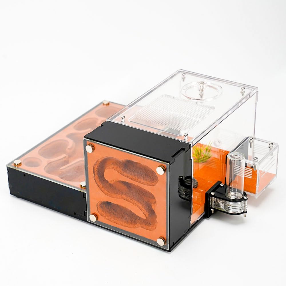 Ant Farm for Live Ants - for Small Ant Clony - Natural Learning Toy - Great Gift