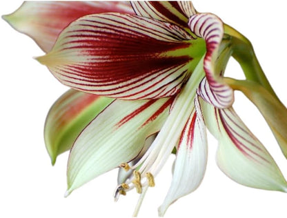 Papilio Amaryllis Growing Kit - Great Gift! - 24/26cm Bulb/Pot/Soil