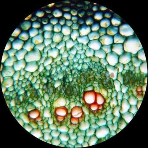 AmScope M150C / M150C-I 40X-1000X All-Metal Optical Glass Lenses Cordless LED Student Biological Compound Microscope