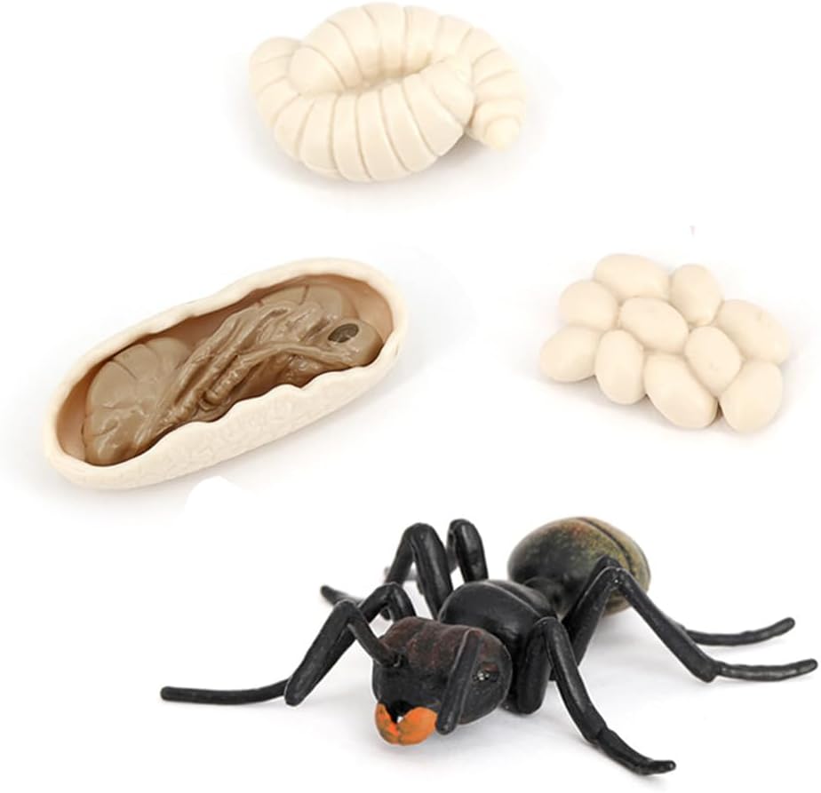 Butterfly Growth Cycle, Animal Growth Cycle Biological Model, Growth Stage Lifelike Butterfly Life Cycle Model Set for Kids Education Insect Themed Party Favors