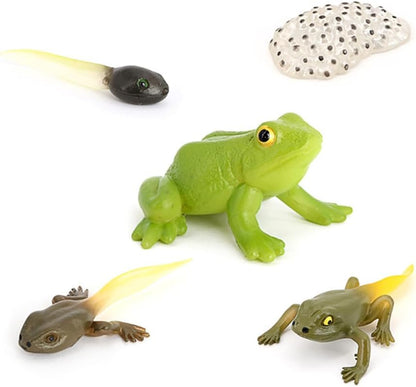 Butterfly Growth Cycle, Animal Growth Cycle Biological Model, Growth Stage Lifelike Butterfly Life Cycle Model Set for Kids Education Insect Themed Party Favors